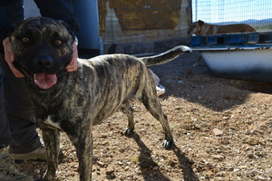 cruce de pitbull atigrado joven en adopción