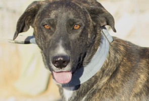 Galgo gris humo en adopción