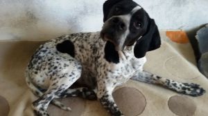 Pointer hembra en adopción