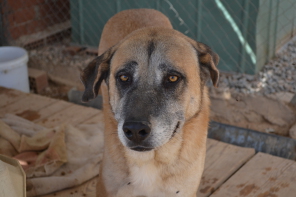 Galgo gris humo en adopción