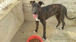 Cachorro de 6 meses cruce de galgo