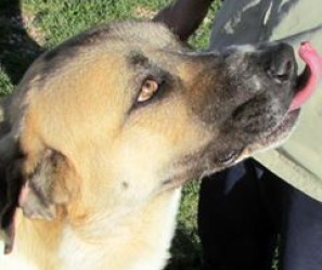 Galgo gris humo en adopción