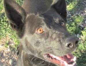 Cachorro de 6 meses cruce de galgo