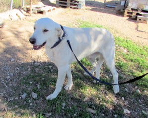 Galgo gris humo en adopción