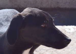 Iris-cachorrita 2 meses mestiza en adopción