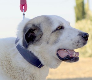 Galgo gris humo en adopción